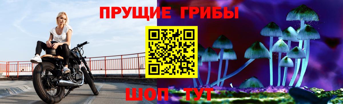 Псилоцибиновые грибы Psilocybe Канаш